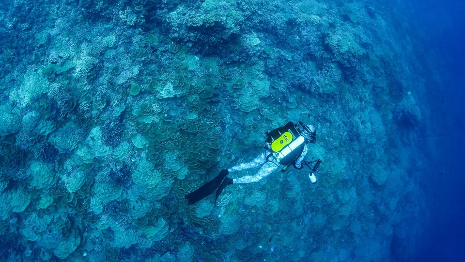 Dokument Niesamowite rafy koralowe