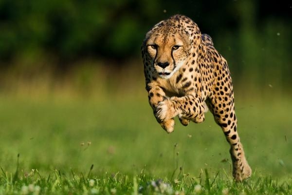 Gepard: Rychlost jako zbraň