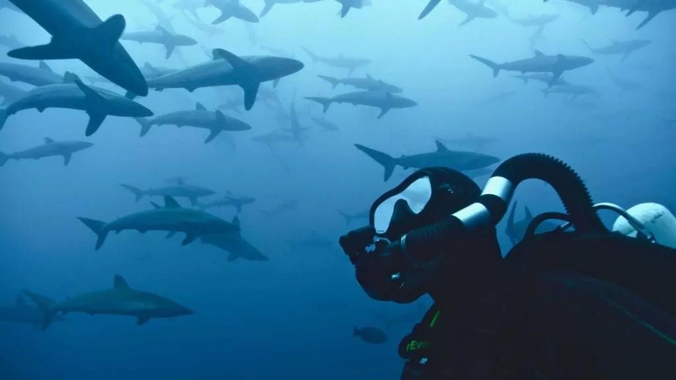 Dokumentarci 50 nijansi morskih pasa
