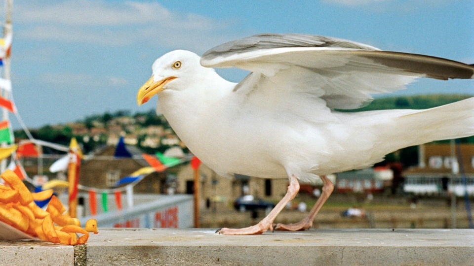 Dokument I&nbsp;Am Martin Parr, le photographe so British