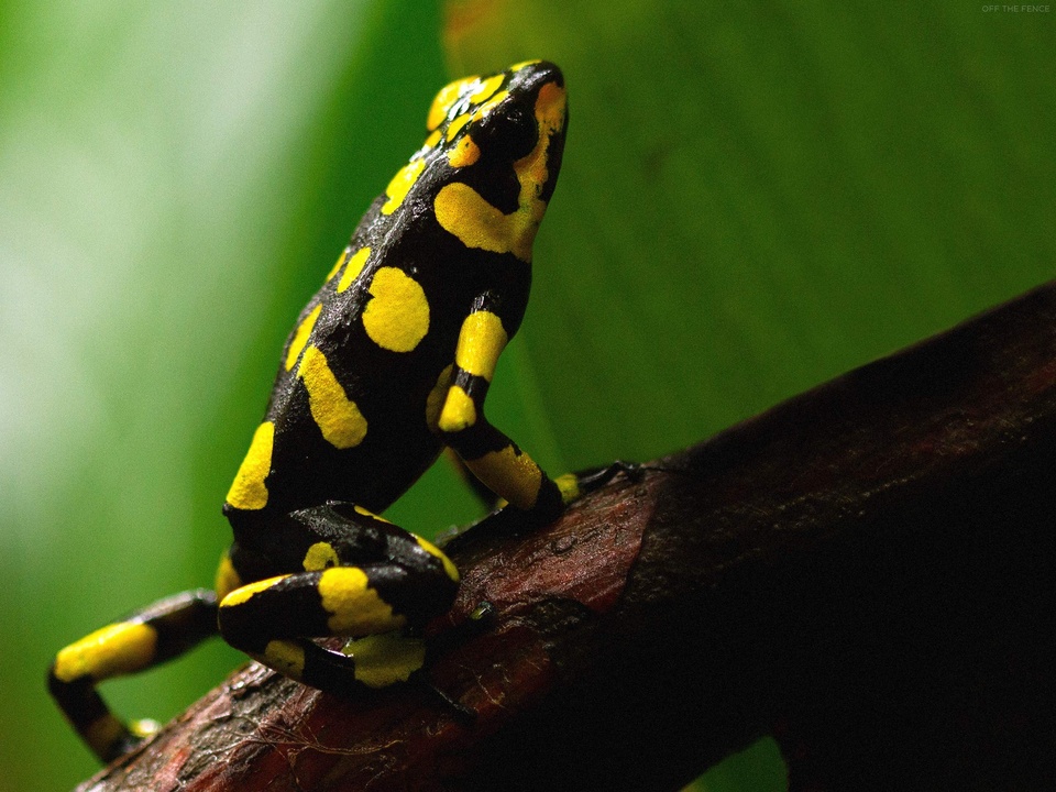 568 nature documentaries online