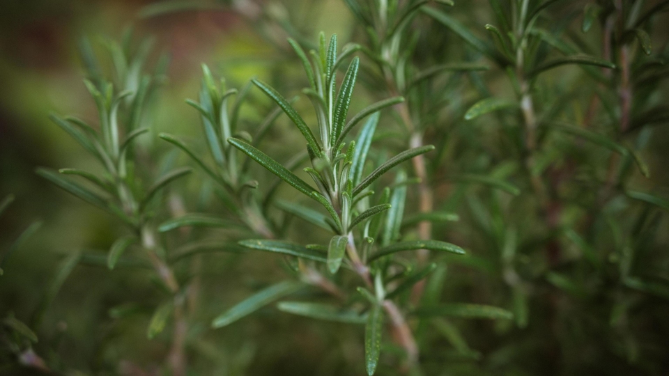 Dokumentarci Bus rusmarina