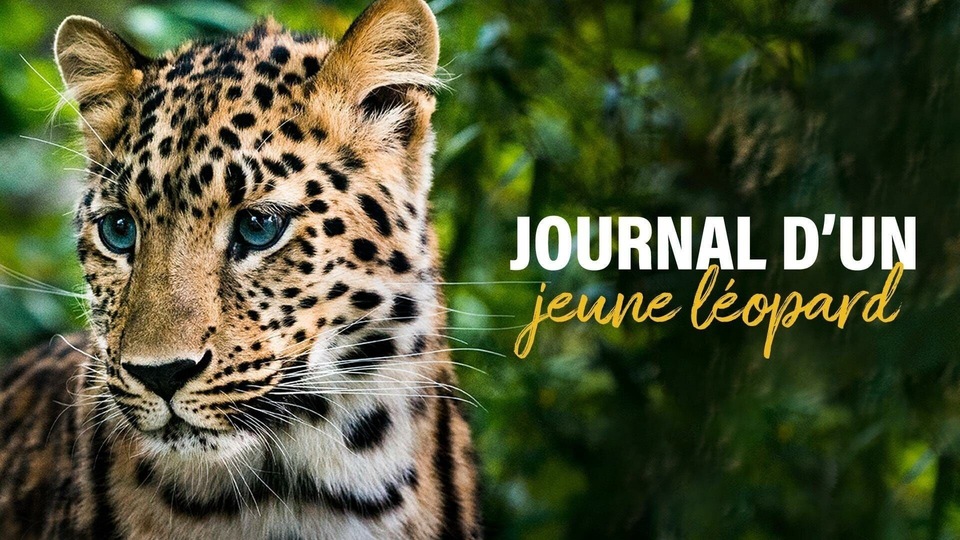Documentary Journal d'un jeune léopard