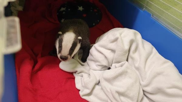 SOS animaux sauvages