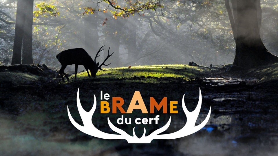Documentaire Le brame du cerf