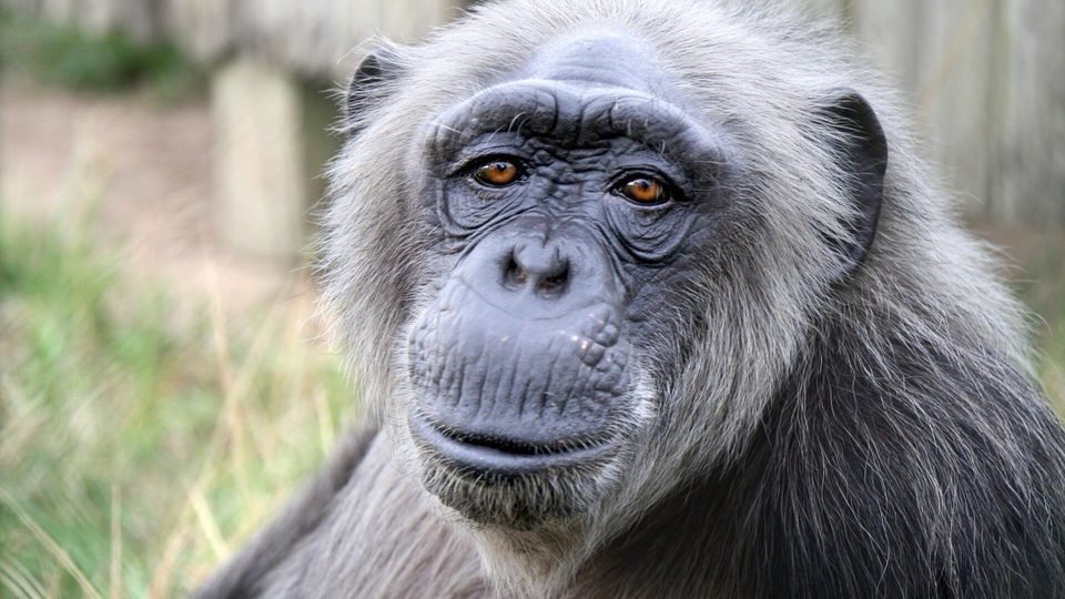 Dokument Jane Goodall et les chimpanzés de Tchimpounga