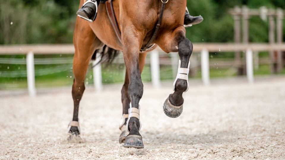 Saut d'obstacles international Paris