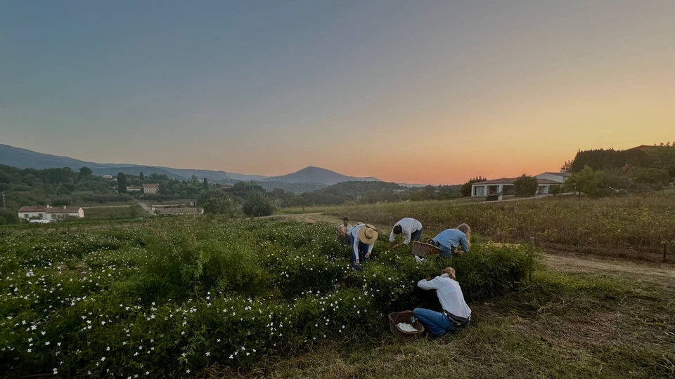 Dokument Fleurs a&nbsp;parfum, retour en Grasse