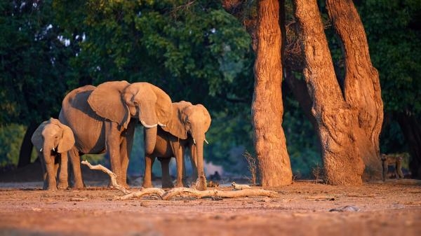 SOS animaux sauvages
