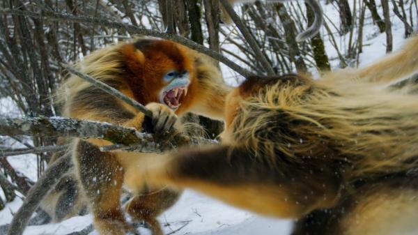 Une planete, deux mondes sauvages