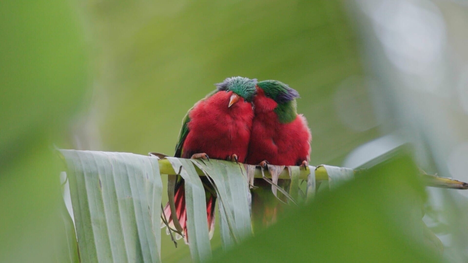 Документ Ura, sauver l'oiseau sacré des australes