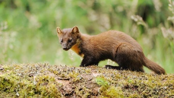 SOS animaux sauvages