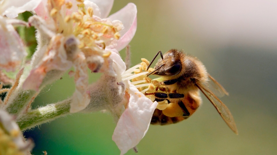 Dokument La vie secrete des abeilles