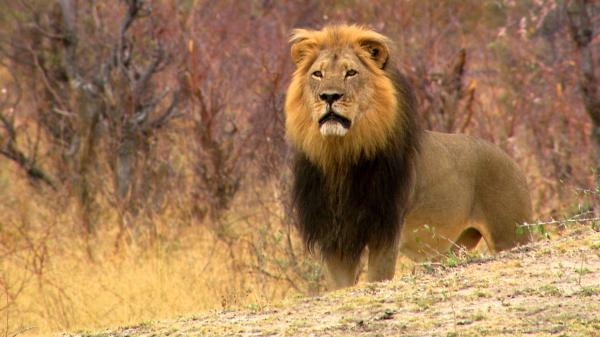 Un lion né pour régner