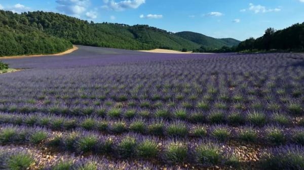 Des racines et des ailes