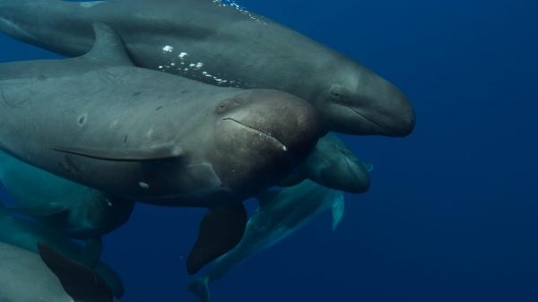 A la rencontre des baleines avec Steve Backshall