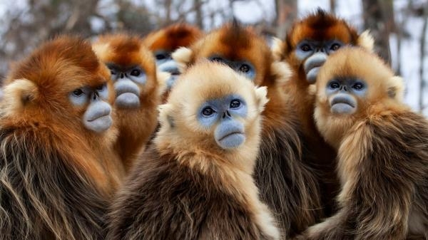 Une planete, sept mondes sauvages