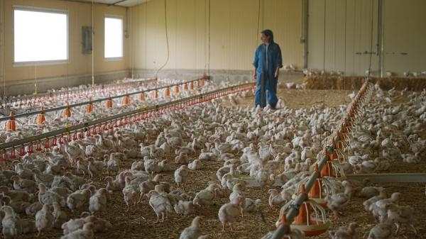 Poulet mania