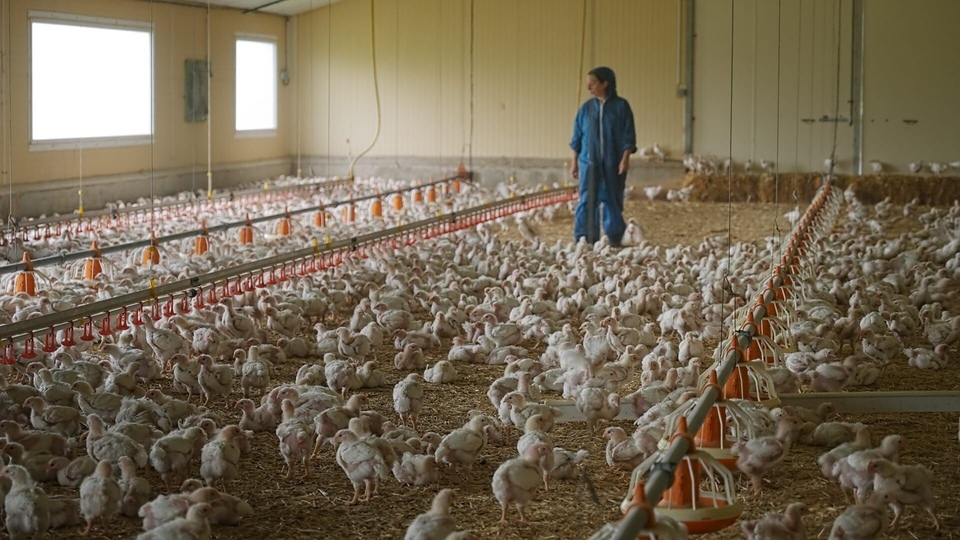 Documentaire Poulet mania