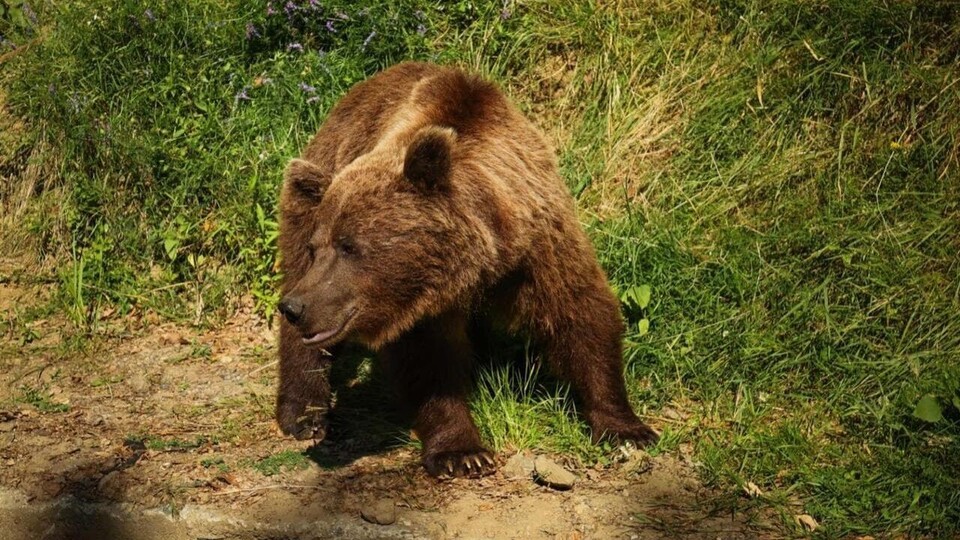 Documentary Roumanie, le charme des Balkans