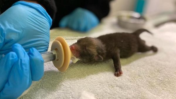 SOS animaux sauvages